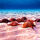 Cozumel El Cielo Star Fish | Best Cozumel Snorkel & Cielo Tour