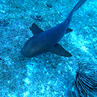 Discover the best Reefs of Cozumel Mexico with our Cozumel Snorkel Tour | We Go Further