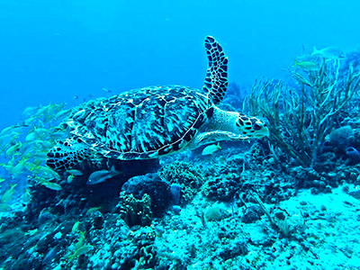 Snorkeling in Cozumel Mexico with the best snorkeling cozumel has to offer