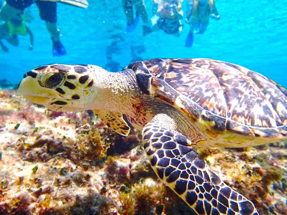Snorkel in Cozumel with Tiger and Cozumel Snorkel and Cielo Party Tour in Cozumel Mexico